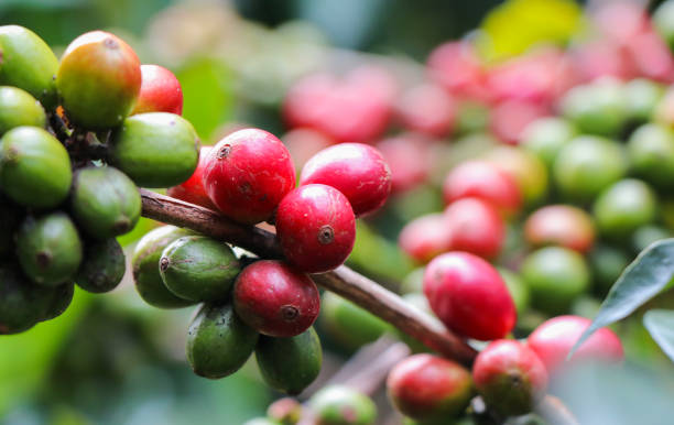 istock Red and Green Coffee Beans 1285105791