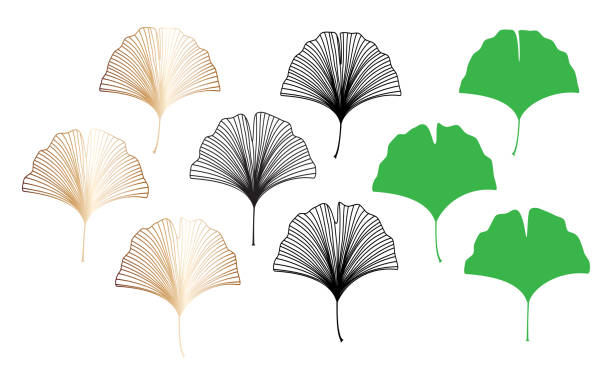 ilustrações, clipart, desenhos animados e ícones de coleção de ginkgo biloba deixa conjunto vetorial isolado em fundo branco - ilustração vetorial. - ginkgo ginkgo tree leaf biloba