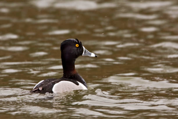 istock Male Ring-necked Duck, Aythya collaris, on the water 1285106192