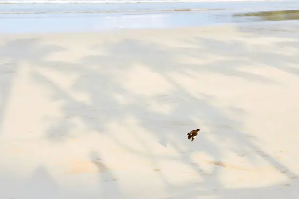 Light wet sand. Small bird.