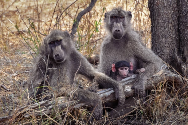 baboon familie mit niedlichen kleinen baby - kruger national park monkey baboon africa stock-fotos und bilder