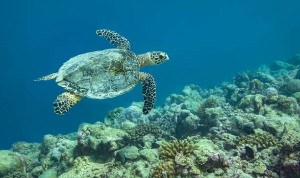 istock Hawksbill Turtle, The Maldives 1285107129
