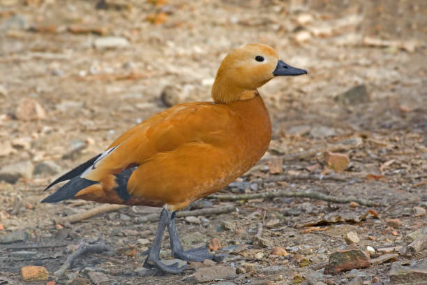 istock Ruddy Shelduck, Tadorna ferruginea, walking on the shore 1285107690