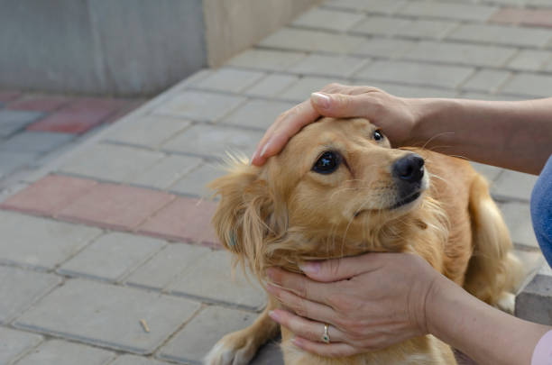 istock Female hands caress a small red mixed breed dog 1285107766