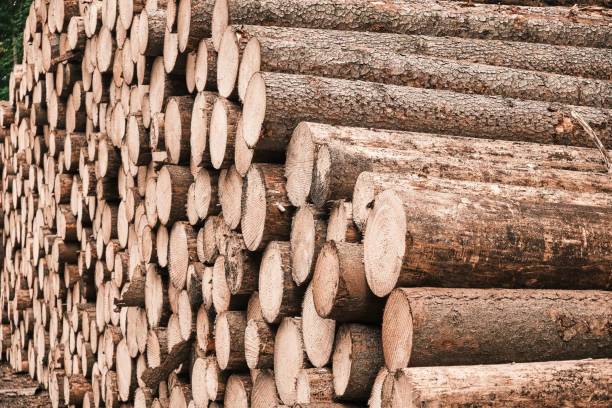 istock Freshly cut tree wooden logs in the forest waiting for transportation and processing. Timber logging. Close up of the trunks of felled trees. 1285108683