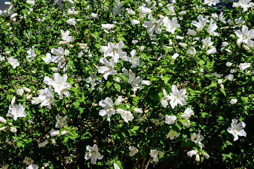 Many white flower of hibiscus syriacus plant, commonly known as Korean rose, rose of Sharon, Syrian ketmia, shrub althea or rose mallow, in a garden in a sunny summer day