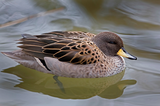 Green-winged Teal close-up