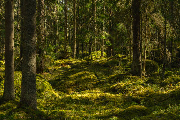 istock Deep in a wild grown forest in Sweden 1285110762