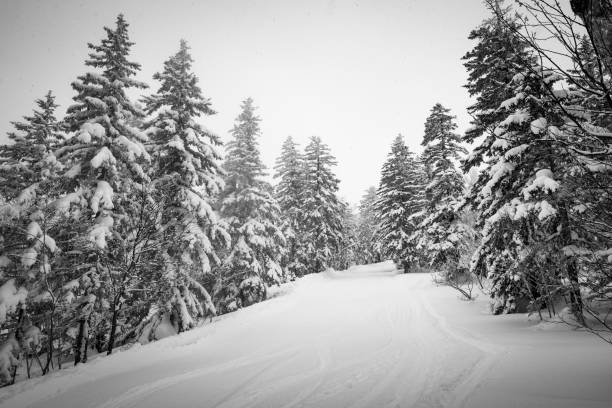 istock Wintry Trees in Hokkaido, Japan 1285110770