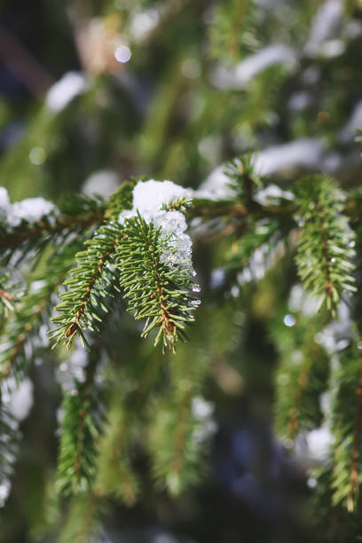 istock Snow covered fir tree branches outdoors. 1285111397