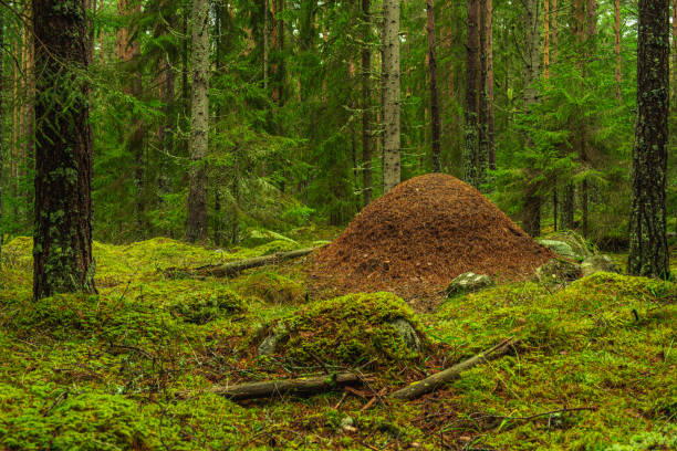 istock Large anthill in the middle of a green forest 1285113745
