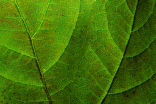 Detailed close up of a backlit green leaf with dual yellow veins