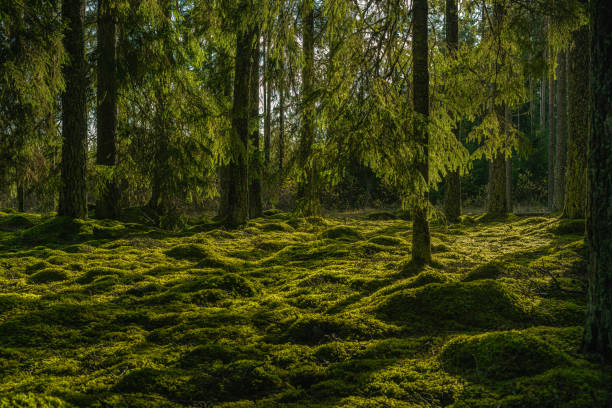 istock Beautiful green fir forest in sunlight 1285114862