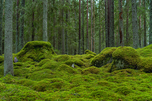 Beautiful green fir forest in Sweden with large rocks covered with green moss on the forest floor