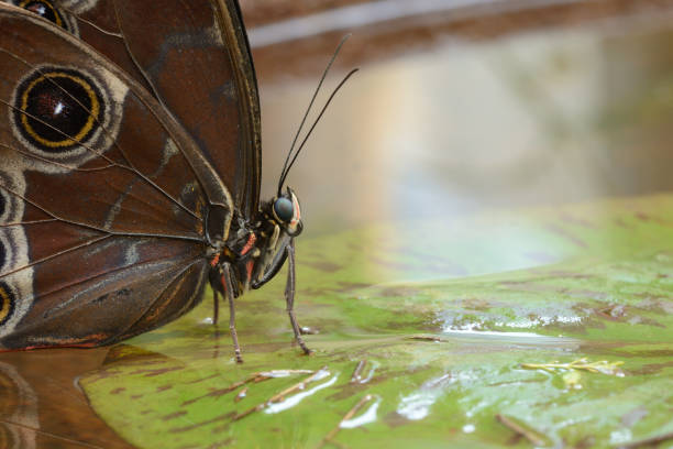 istock Tropical Morpho butterfly sitting on waterlily leaf 1285116955