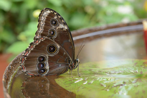 Tropical Morpho butterfly sitting on waterlily leaf in a water bowl.