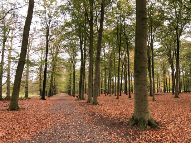 istock Autumn in Holland 1285117056