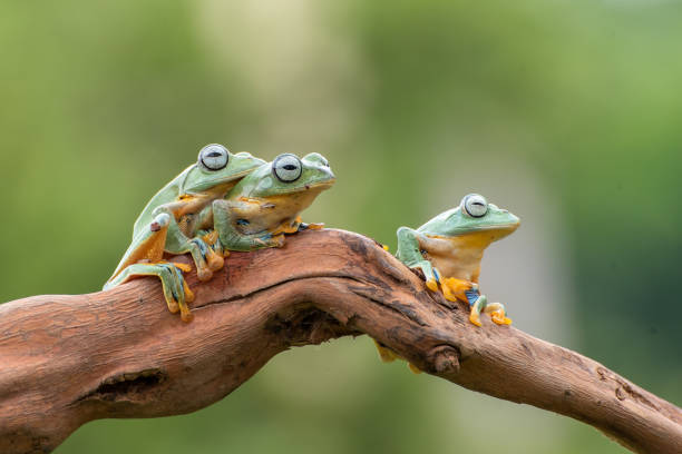 istock Green tree flying frog on tree branch ,Rhacophorus reinwardtii 1285117830