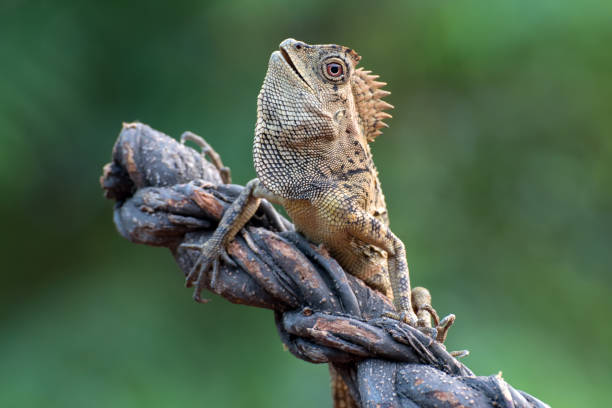 istock Forest dragon ( Gonocephalus chamaeleontinus ) in their habitat 1285117863