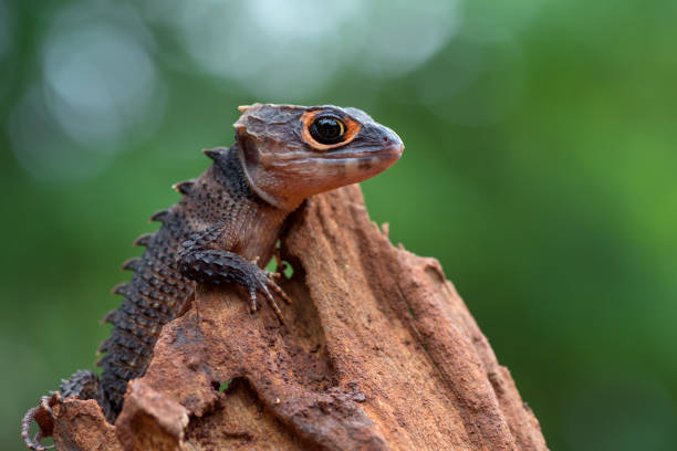 istock Crocodile skink lizard on their enviroment 1285117884