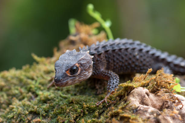 istock Crocodile skink lizard on their enviroment 1285117931