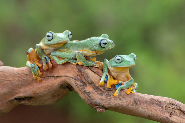 istock Green tree flying frog on tree branch ,Rhacophorus reinwardtii 1285117955