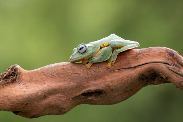 istock Green tree flying frog on tree branch ,Rhacophorus reinwardtii 1285117963