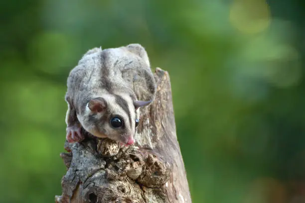 The sugar glider is a small, omnivorous, arboreal, and nocturnal gliding possum belonging to the marsupial infraclass