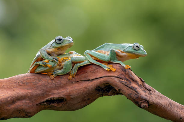 istock Green tree flying frog on tree branch ,Rhacophorus reinwardtii 1285118043