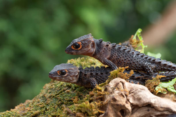 istock Crocodile skink lizard on their enviroment 1285118088