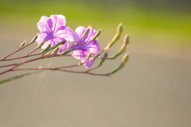 Minnieroot flowers blooming in the garden