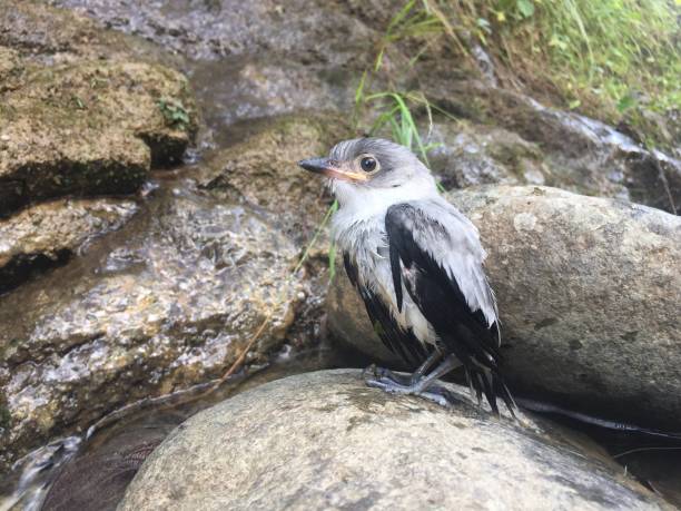 istock A small heron that has been injured and has been found alongside a road 1285120020
