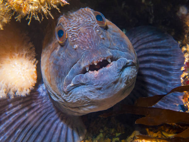 Stargazer Snake Eel Brachysomophis cirrocheilos occurs in the tropical Indo-West Pacific from the  Red Sea and East Africa to Japan and Taiwan, south to Indonesia and Australia in a depth range from 1 to 38m, max. length 159cm. \n\nThe species is most commonly found in sand and mud, near coastal reefs at depths of 1 up to at least 10 m, burrowed into the sand tail-first until only its eyes and the top of its snout are visible. Brachysomophis cirrocheilos is more commonly encountered at night but also seen with its head protruding out of the substrate during the day, like this specimen. The species feeds on small fishes and crustaceans. \n\nThis specimen was encountered in the Lembeh Strait, Indonesia.\n1°29'33.414 N 125°15'40.446 E at 14m depth