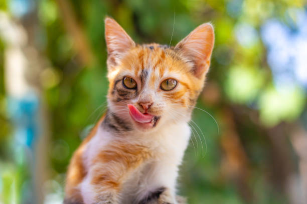 Kitten after meal