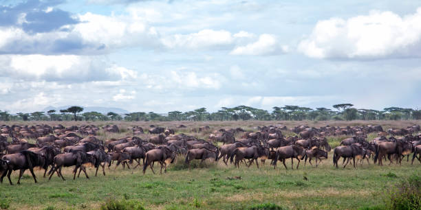 istock Wildebeest migration in the Serengeti National Park 1285121059