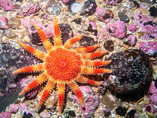 istock Sunstar starfish- St Abbs Scotland 1285121078