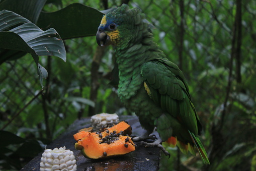 Un loro herido, Amazona farinosa, se mantiene en cautiverio en un zoológico y come papaya y maiz photo