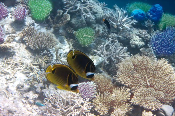 istock Fishes in corals (Chaetodon) , the Indian Ocean 1285121686