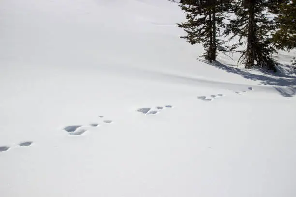 Animal footprints in the snow. Siberia, Russia