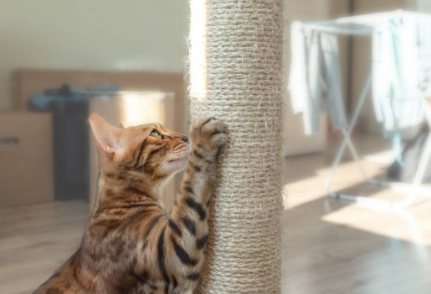 istock Domestic bengal cat scratching a brown post. 1285122561