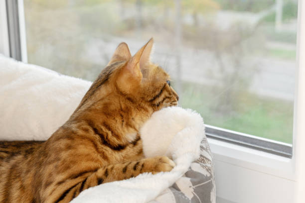 istock A bengal cat with longing and sadness looks out the window. 1285122893