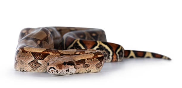istock Adult Boa Constrictor snake on white 1285123219