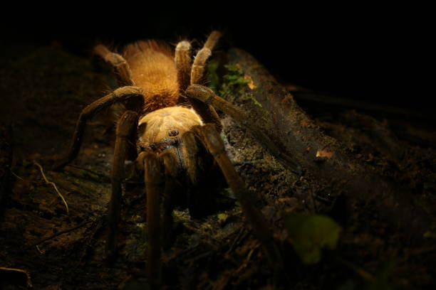 istock A red or brown colored tarantula covered in large hairs, standing on a black earth and looking at the camera 1285123921