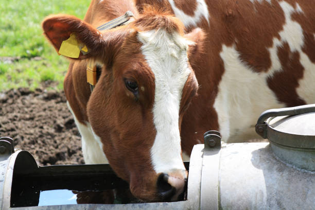 istock a tagged cow drinking in a pond of water 1285123934