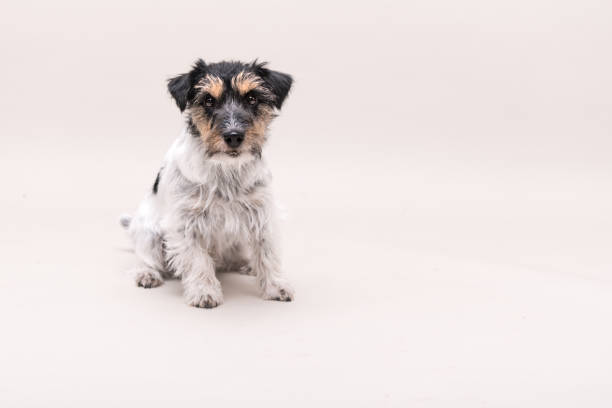 istock Jack Russell Terrier dog is sitting and isolated on white. 3 years old. 1285124213