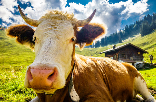 istock cow at the european alps 1285124266