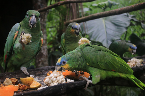 Varios loros comida, Amazona farinosa, se mantienen en cautiverio en un zoológico y comen papaya y maiz photo