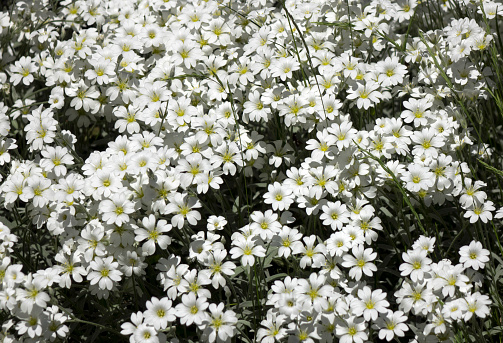 Cerastium is a genus of annual plants belonging to the family Caryophyllaceae. They are commonly called mouse-ear chickweed.