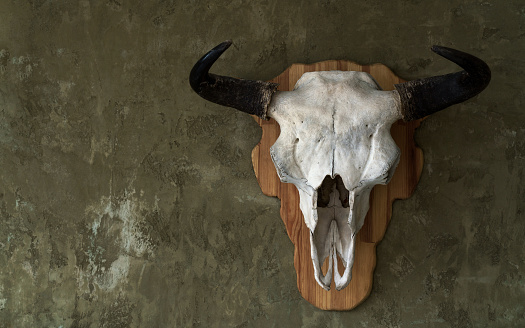 Bull animal skull hanged on wall with copy space
