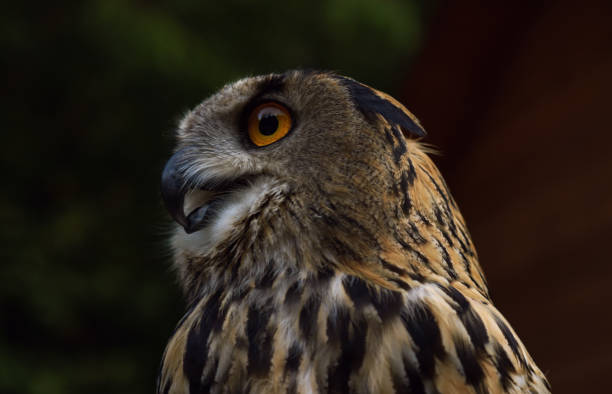 istock Profile view of eagle owl in the wild 1285126127